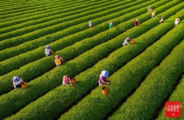 1616573007422037.jpg 镜头2.jpg