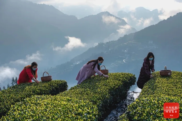 1616573015974454.jpg 镜头3.jpg