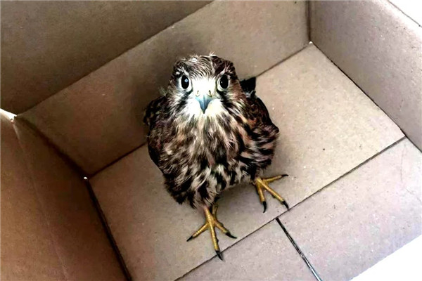 1657765900536059650.jpg 二级级保护动物2.jpg