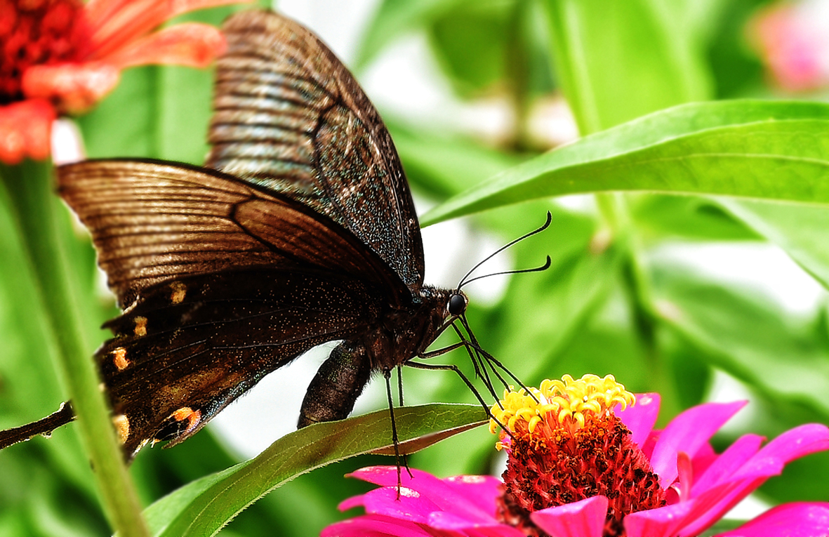 蝶恋花（作者：鞠鑫）