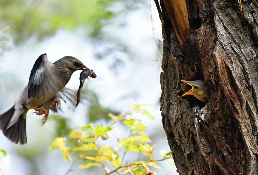 哺育 邵荣富 摄