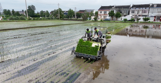 水稻自动覆膜插秧技术实现绿色增效 水稻自动覆膜插秧技术实现绿色增效