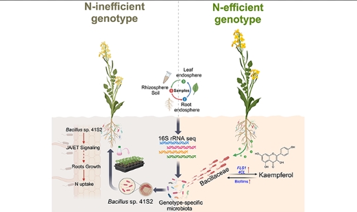 微生物助力油菜氮素高效吸收 微生物助力油菜氮素高效吸收