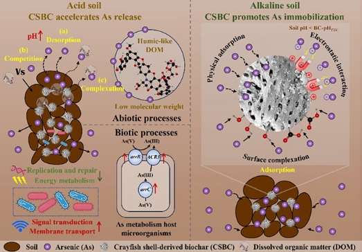 生物炭“双向”发力:破解酸碱土壤砷转化谜题 生物炭“双向”发力:破解酸碱土壤砷转化谜题