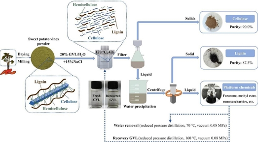 绿色溶剂预处理体系实现甘薯藤蔓高值利用 绿色溶剂预处理体系实现甘薯藤蔓高值利用