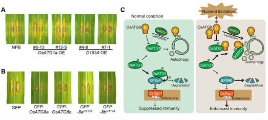 水稻自噬组分通过非自噬途径调控免疫 水稻自噬组分通过非自噬途径调控免疫