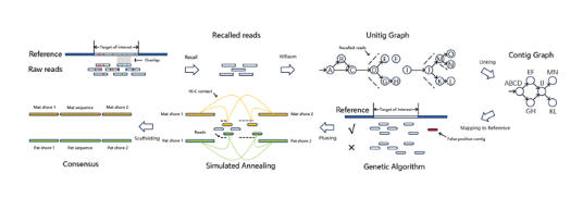 新算法解决重复序列组装难题 新算法解决重复序列组装难题