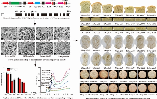 基因编辑技术实现小麦直链淀粉含量精准调控 基因编辑技术实现小麦直链淀粉含量精准调控