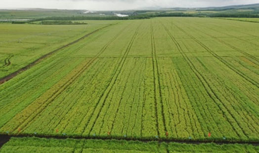 院士专家共商国家食用油保供之策2