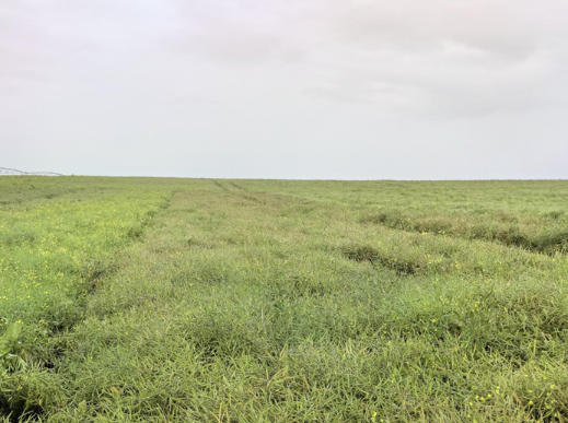 院士专家共商国家食用油保供之策
