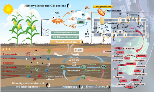 生物炭助力植物抵抗微塑料污染 生物炭助力植物抵抗微塑料污染