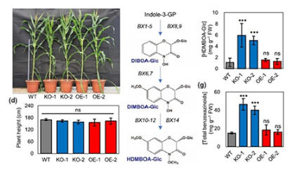 玉米抗虫“刹车基因”被发现 玉米抗虫“刹车基因”被发现