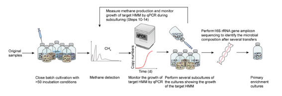 生长曲线引导的厌氧微生物分离新策略 生长曲线引导的厌氧微生物分离新策略