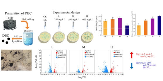 溶解性生物炭对线虫的双重效应获揭示
