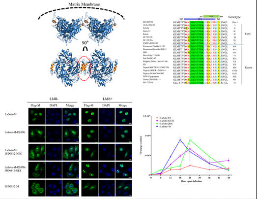 新城疫病毒“小”序列撬动“大”变化 新城疫病毒“小”序列撬动“大”变化