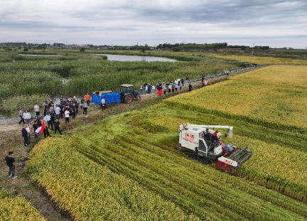 秋水切埋秸秆还田技术实现稻田地力与单产双提升 秋水切埋秸秆还田技术实现稻田地力与单产双提升