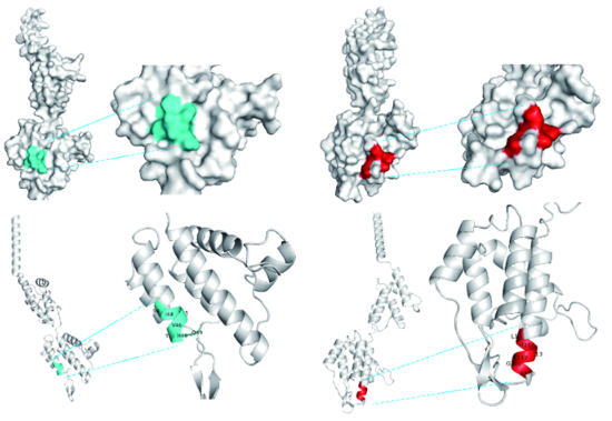 新靶点助力猫白血病病毒精准检测 新靶点助力猫白血病病毒精准检测