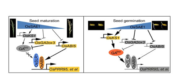 关键蛋白提升水稻种子萌发率 关键蛋白提升水稻种子萌发率