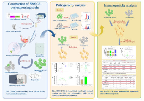 基因编辑技术开辟球虫疫苗研发新路径 基因编辑技术开辟球虫疫苗研发新路径