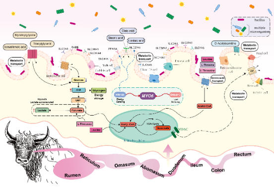 牦牛胃肠道里隐藏的高原生存密码 牦牛胃肠道里隐藏的高原生存密码