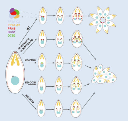 破译弓形虫“增殖密码” 抗虫新靶点被发现