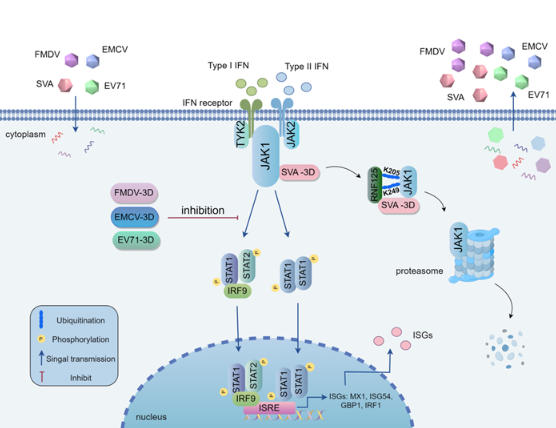 老蛋白新功能：病毒逃逸的“秘密武器”