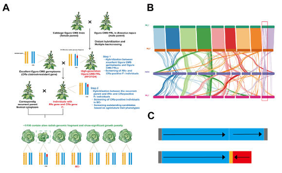 神奇基因居然能够“功成身退”