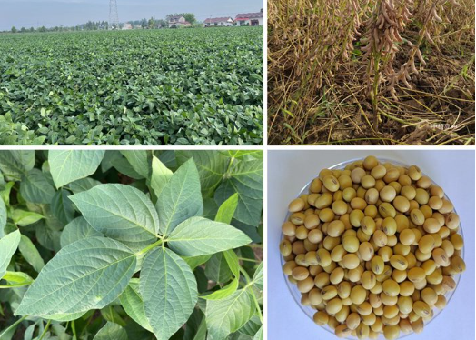 一个高产高蛋白抗病大豆品种通过审定