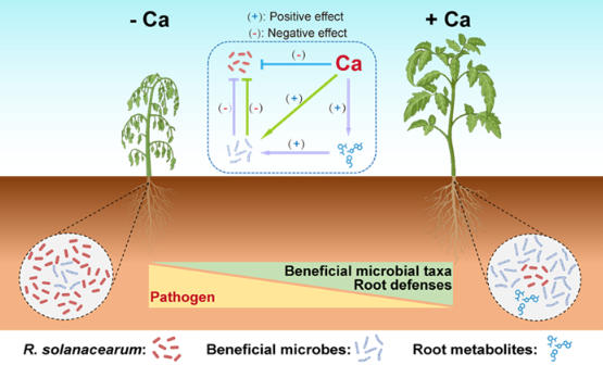 土壤养分精准调控激活植物免疫抵抗作物病害