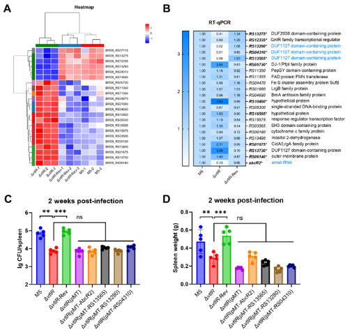 发掘关键因子助力布病新型疫苗研发 发掘关键因子助力布病新型疫苗研发