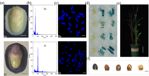 小麦快速纯合遗传转化体系成功建立
