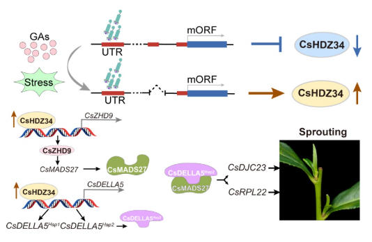 赤霉素调控茶树春季芽萌发