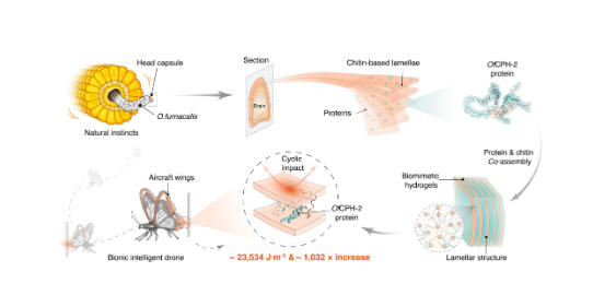 超强耐冲击仿生水凝胶研制成功 抗冲击性能提高超千倍