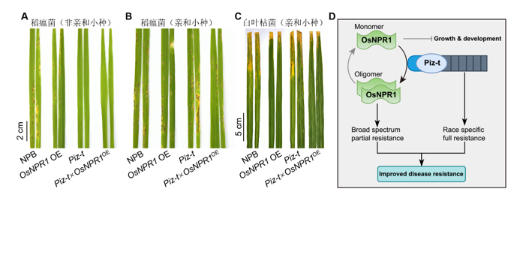 聚合基础免疫关键基因和抗病基因可提高水稻抗病性
